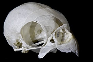 Budgie Skull on Black Background