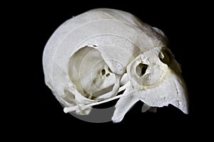 Budgie Skull on Black Background