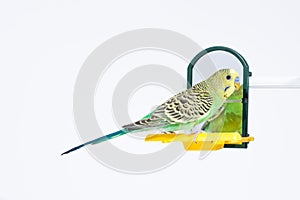 Budgie standing in front of the mirror