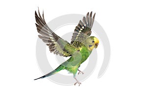 Budgie