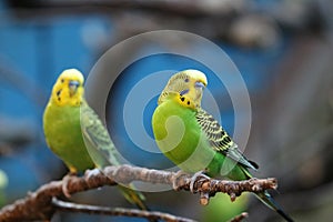 Budgie photo