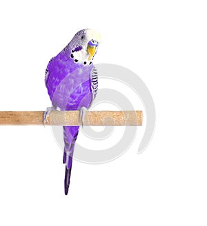 Budgie violet on white background. Budgerigar close-up