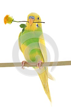 Budgie