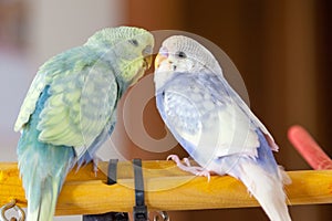 Budgies