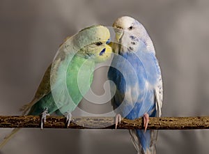 Budgies