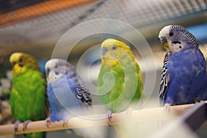 Budgies behind glass in a pet store, birds for sale in blue and green