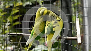 Budgies canoodling and preening