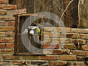 Budgies in decorative environment playing, eating and cuddling