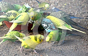 Budgies feeding