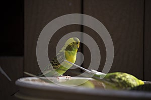 Budgies Feeding