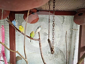 Budgies or Lovebirds on a Branch in a Cage