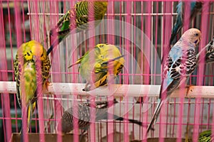 Budgies in Mumbai market