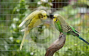 Budgies in and outdoor garden aviary