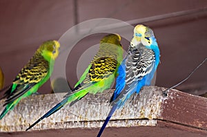 Budgies are sitting on a wooden perch. Blurred background, selective focus