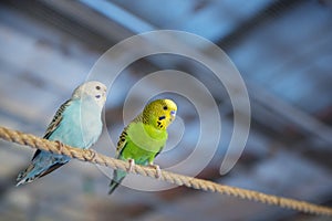 Budgies on a tree branch