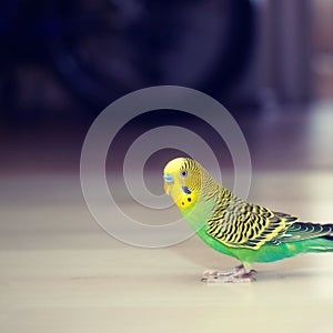 Budgies walks on floor. photo