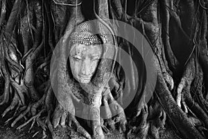 Budha head in a tree