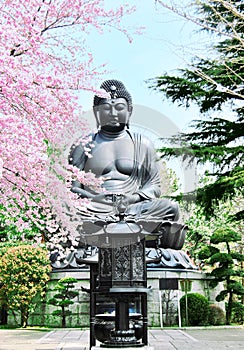 Budha statue and sakura tree