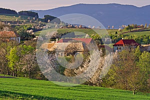 Budina village and meadows