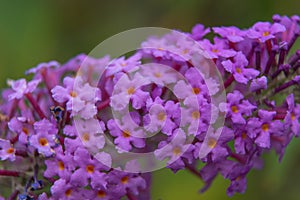Purple budleja david flowers. photo