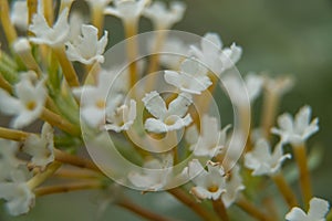 White budleja david flowers. photo