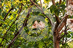 Budleja flower in the garden photo