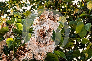 Budleja flower in the garden photo