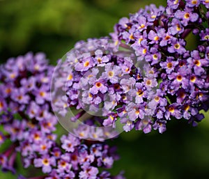 Budleja flowers garden photo