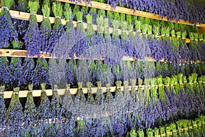 Budles of lavender hung to dry