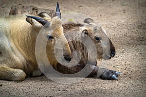 Budorcas taxicolor bedfordi animal in zoopark