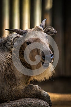 Budorcas taxicolor bedfordi animal in zoopark