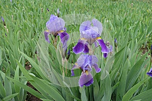 Buds and 3 flowers of bearded irises in shades of purple