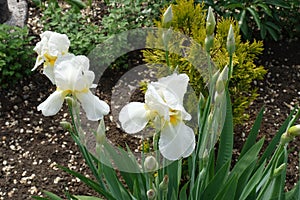 Buds and 3 white flowers of bearded irises in May