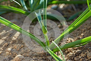 Buds of Allium cristophii  Persian onion or Star of Persia