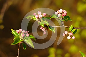 Buds On Apple Tree