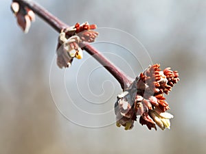 Buds on apple tree in spring day