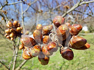 buds on an apple tree on a warm sunny day in the garden in spring against the background of green grass and blue sky