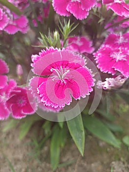 buds aster flower in the garden  Walpaper