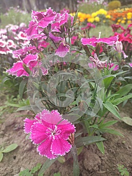 buds aster flower in the garden  Walpaper