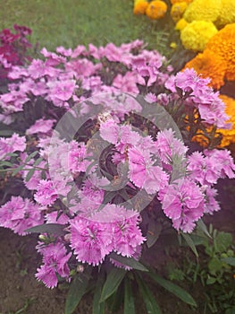 buds aster flower in the garden  Walpaper