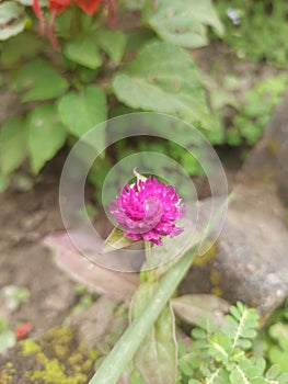 buds aster flower in the garden  Walpaper