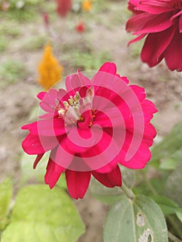 buds aster flower in the garden  Walpaper