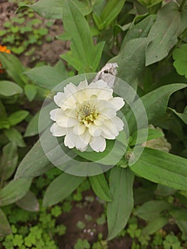 buds aster flower in the garden  Walpaper