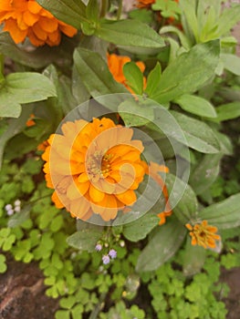 buds aster flower in the garden  Walpaper