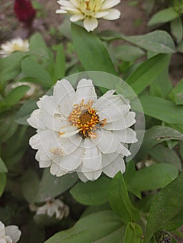 buds aster flower in the garden  Walpaper