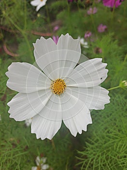 buds aster flower in the garden  Walpaper