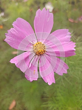 buds aster flower in the garden  Walpaper