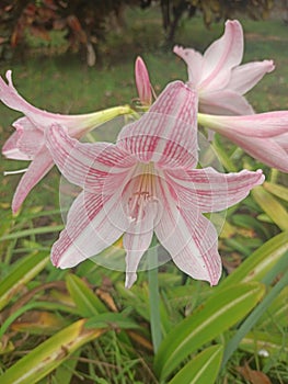 buds aster flower in the garden  Walpaper