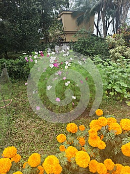 buds aster flower in the garden  Walpaper