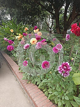 buds aster flower in the garden  Walpaper